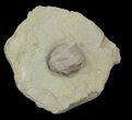 Blastoid (Pentremites) Fossil - Illinois #42816-2